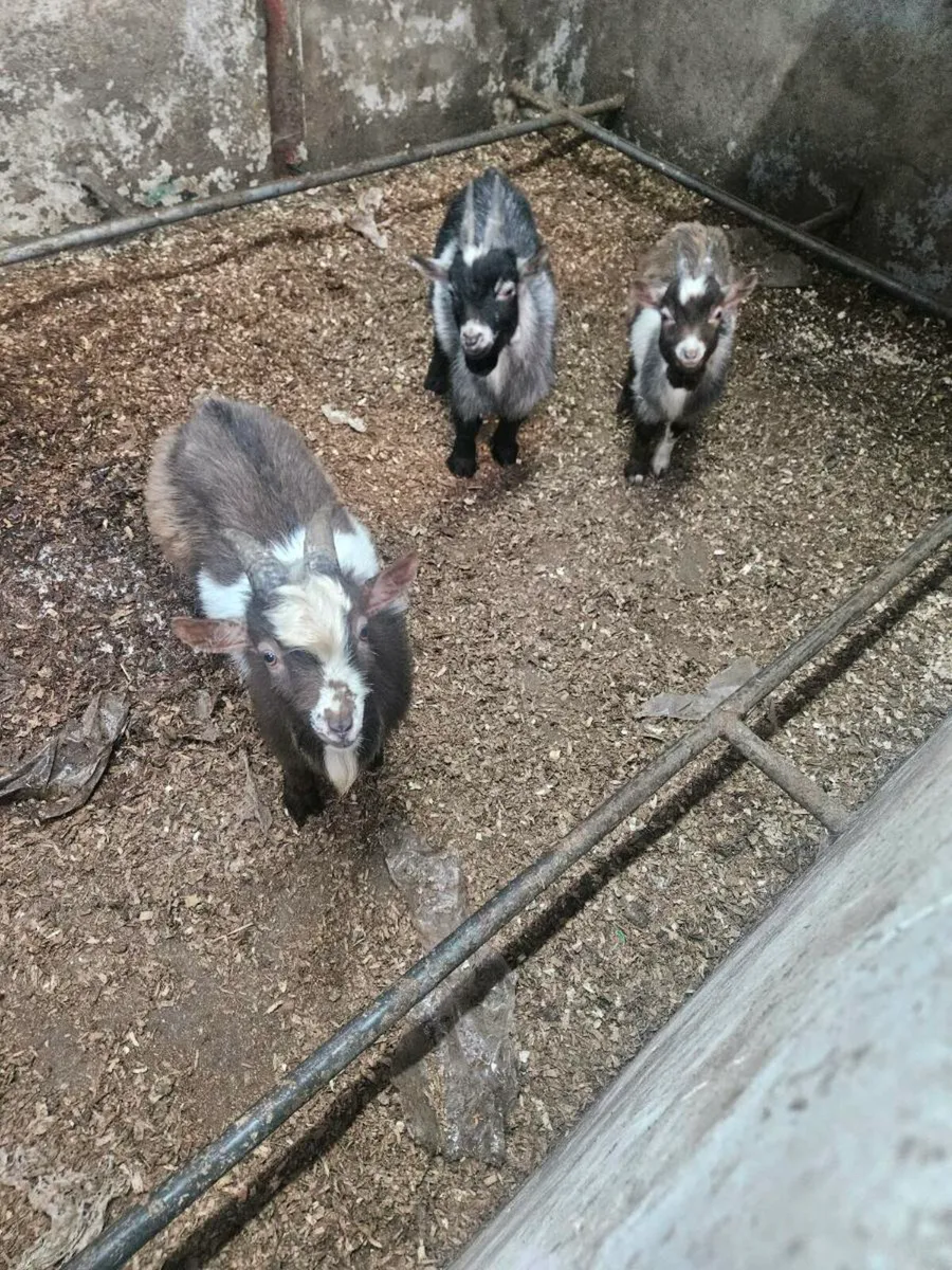 Pygmy buck  goats - Image 3