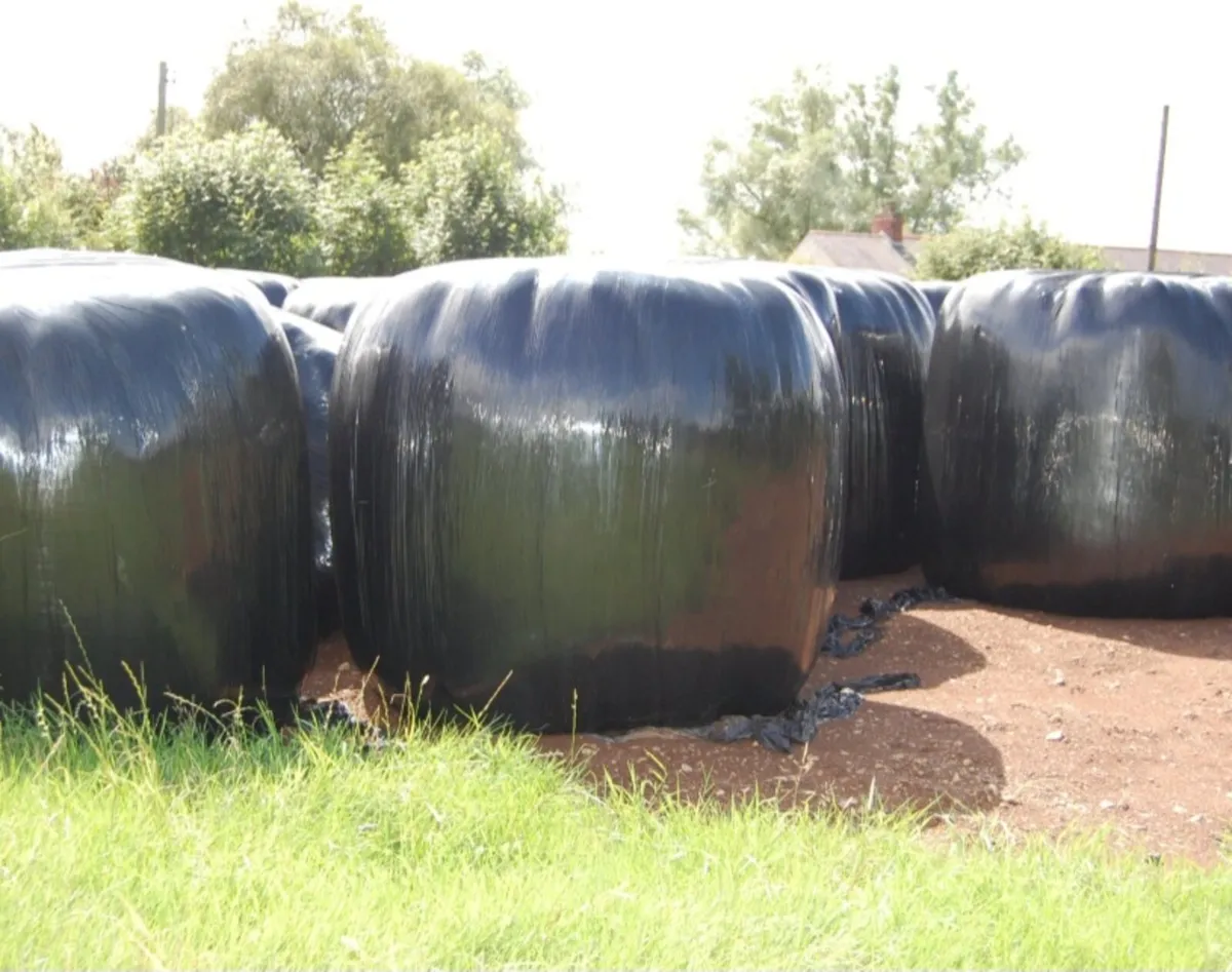 Silage bales - Image 2