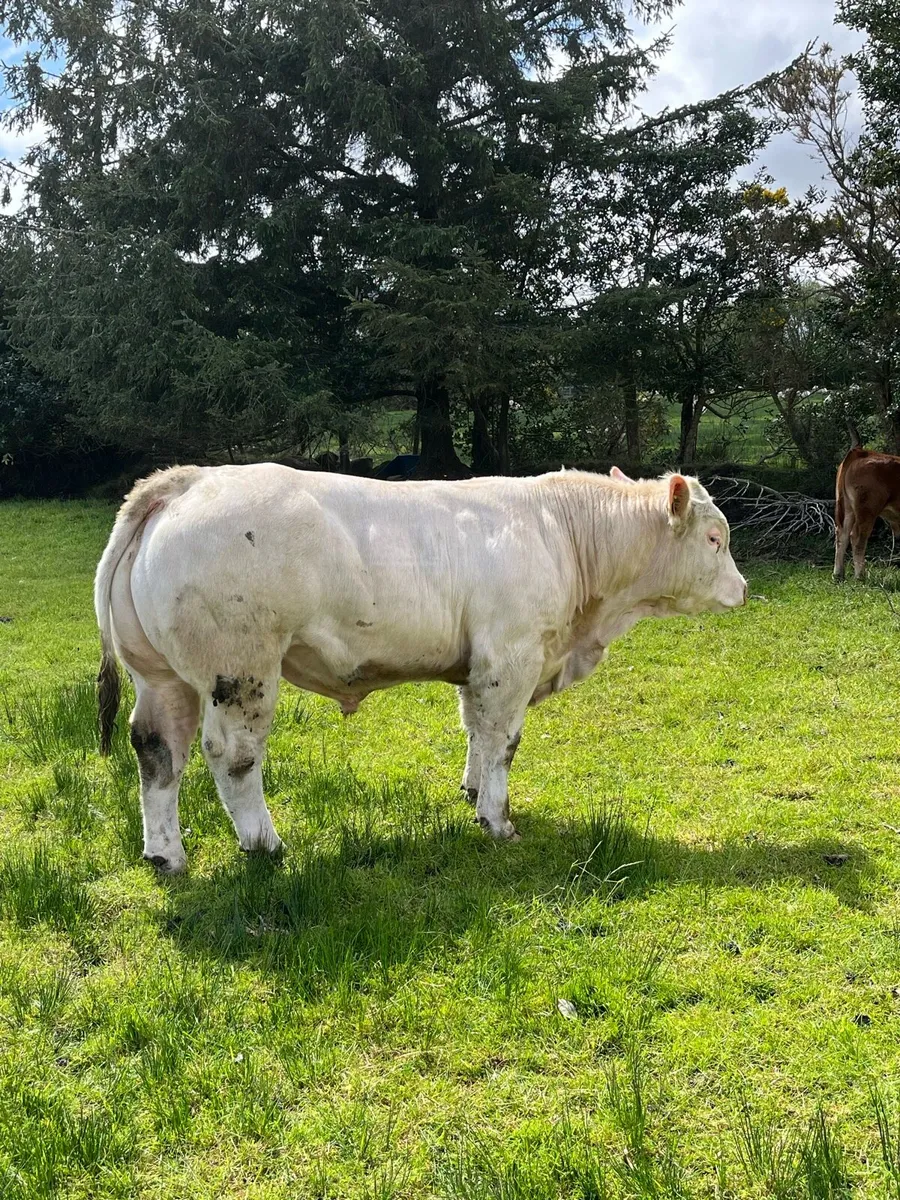 Purebred  Non registered Charolais - Image 2