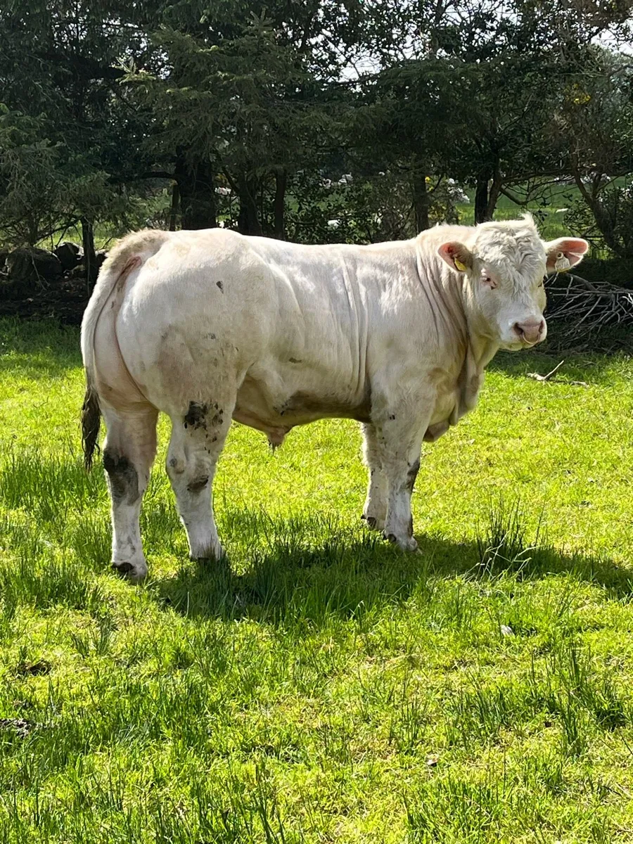 Purebred  Non registered Charolais - Image 1