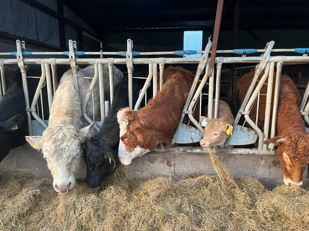 Purebred  Non registered Charolais - Image 4
