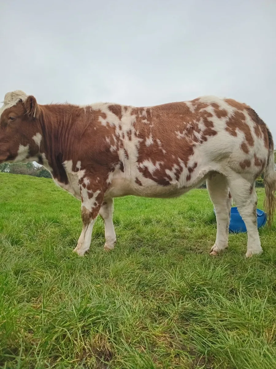 New Red super Belgium blue heifer - Image 1