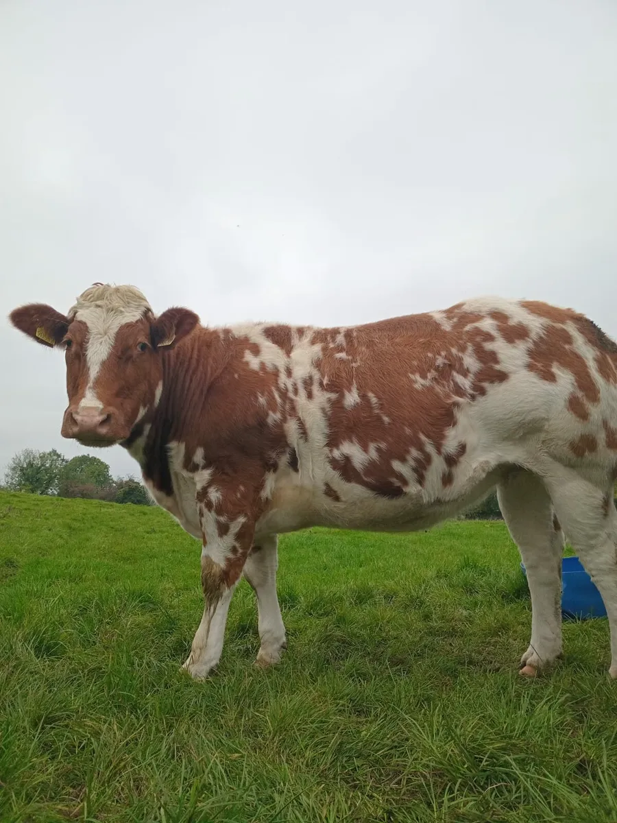 New Red super Belgium blue heifer - Image 2