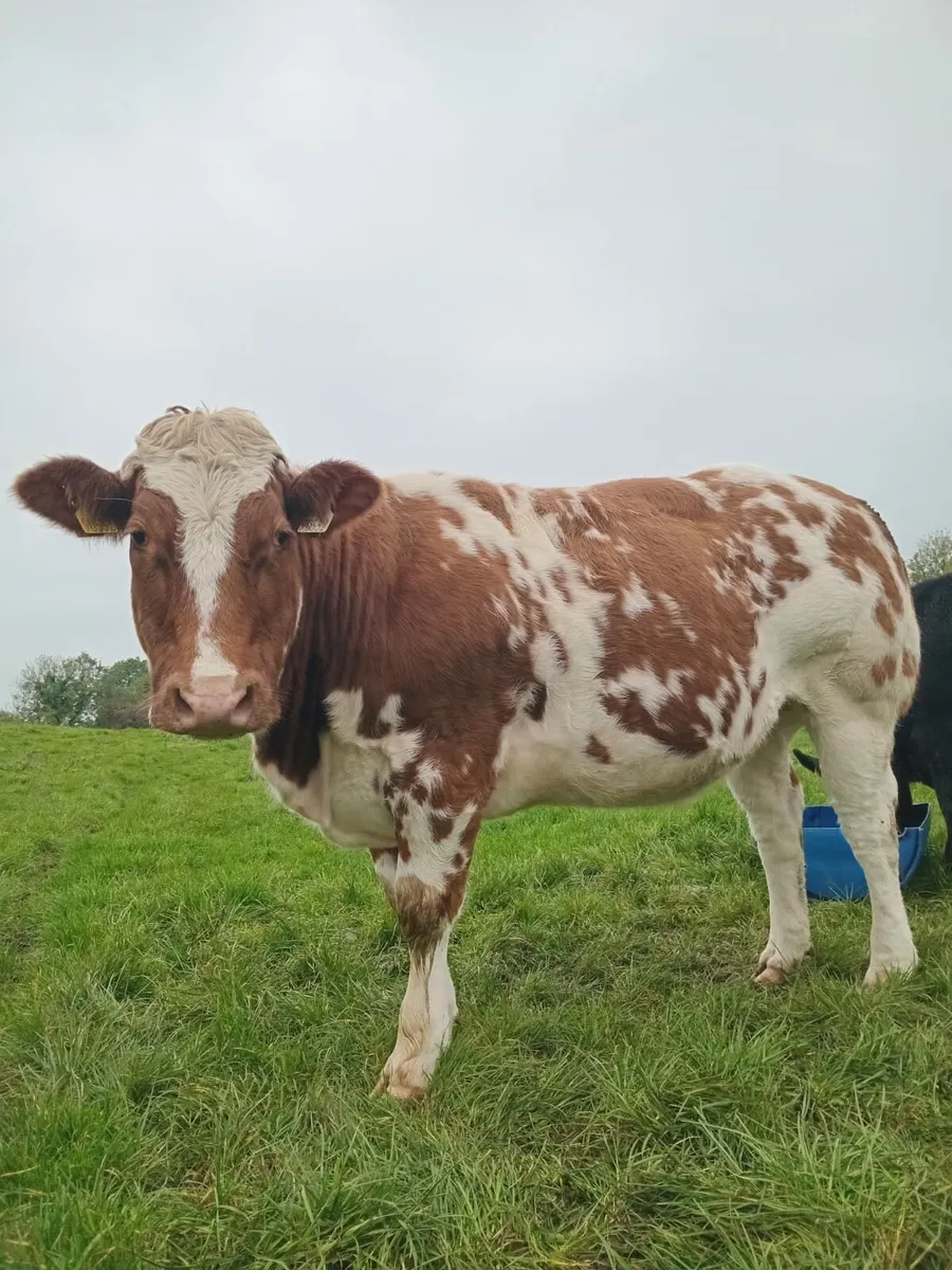 New Red super Belgium blue heifer - Image 3