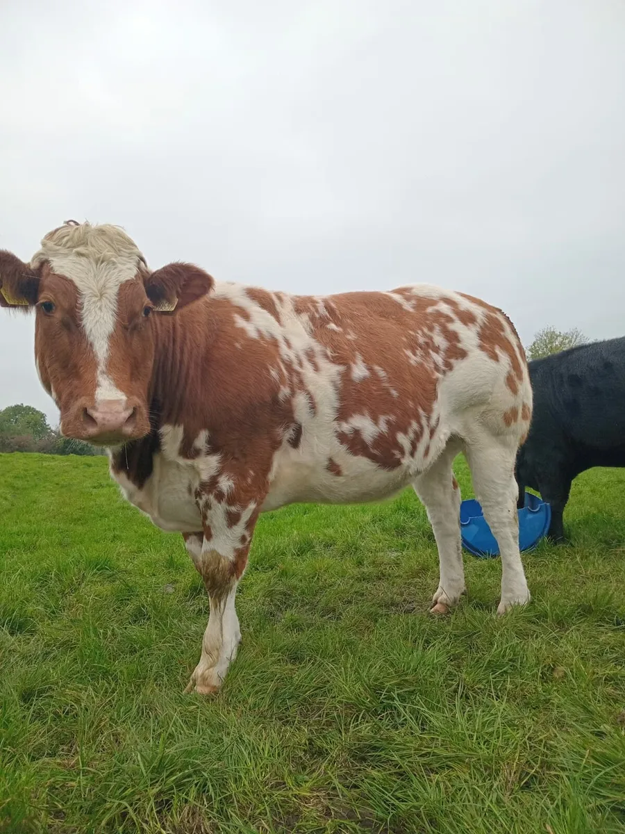 New Red super Belgium blue heifer - Image 4