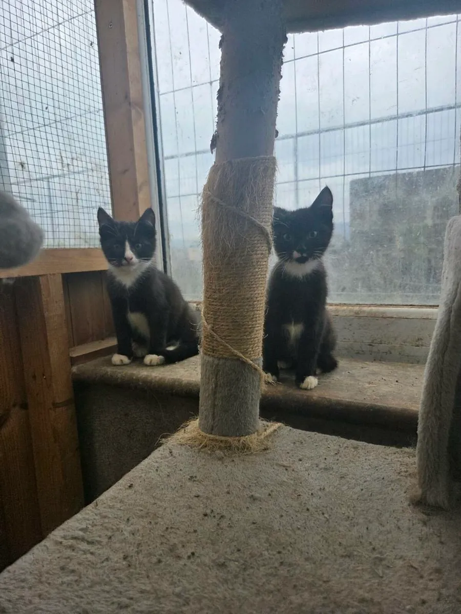 Kittens - Image 1