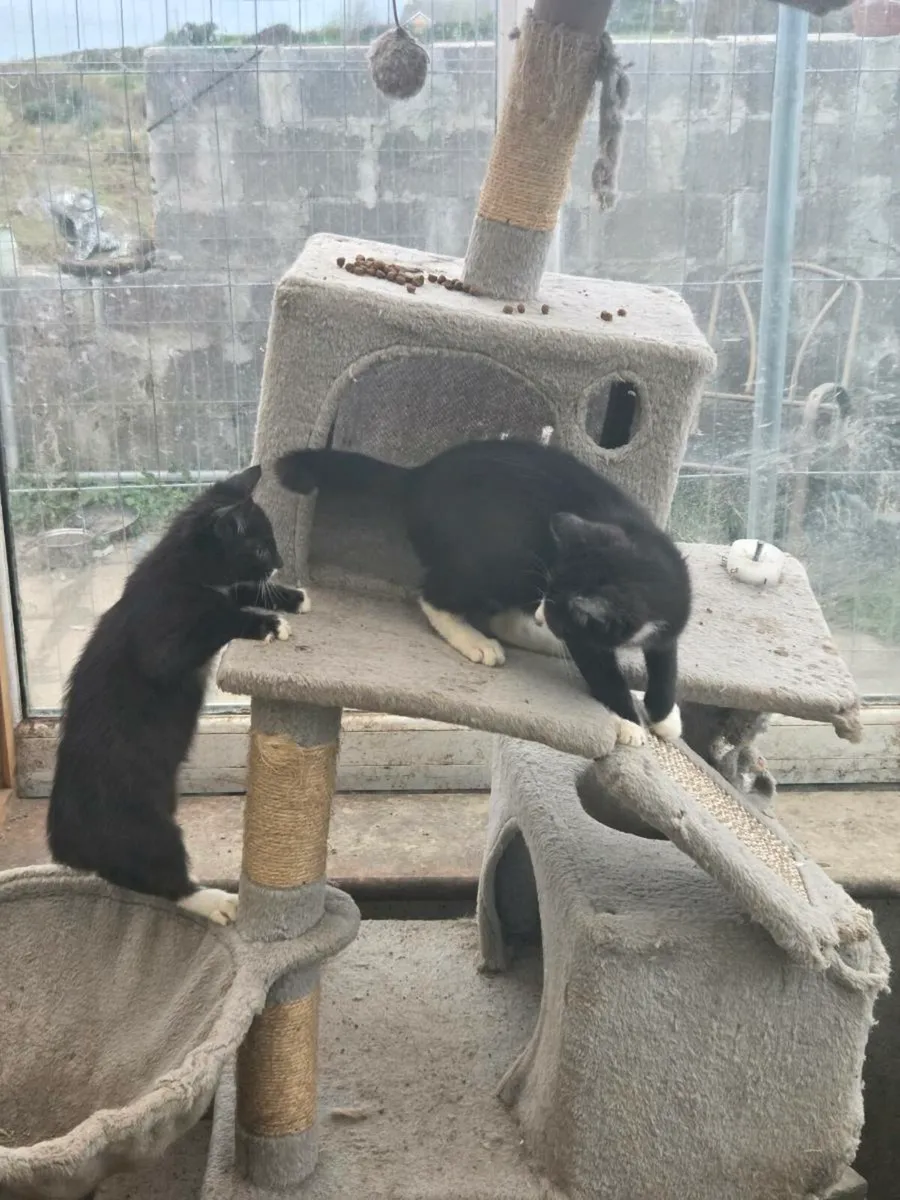 Kittens - Image 2
