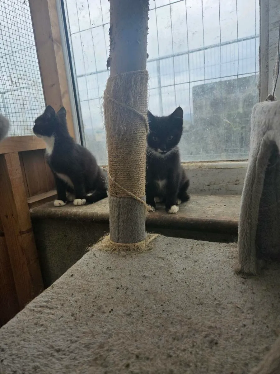 Kittens - Image 3