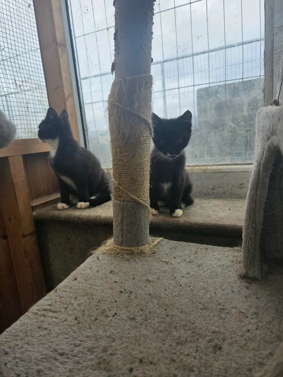 Kittens - Image 4