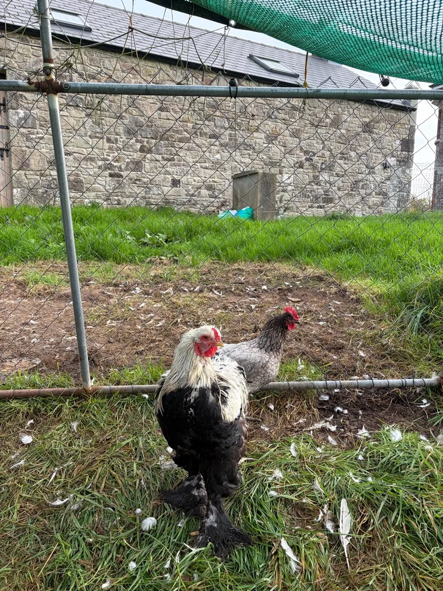 Rooster