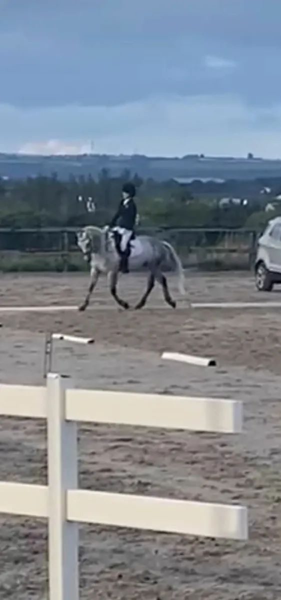 Connemara Pony 14hh - Image 3