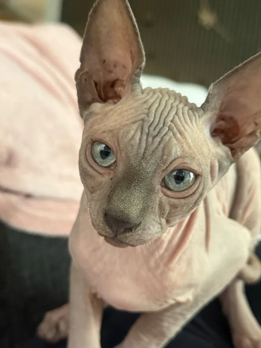 Sphynx kitten - Image 1