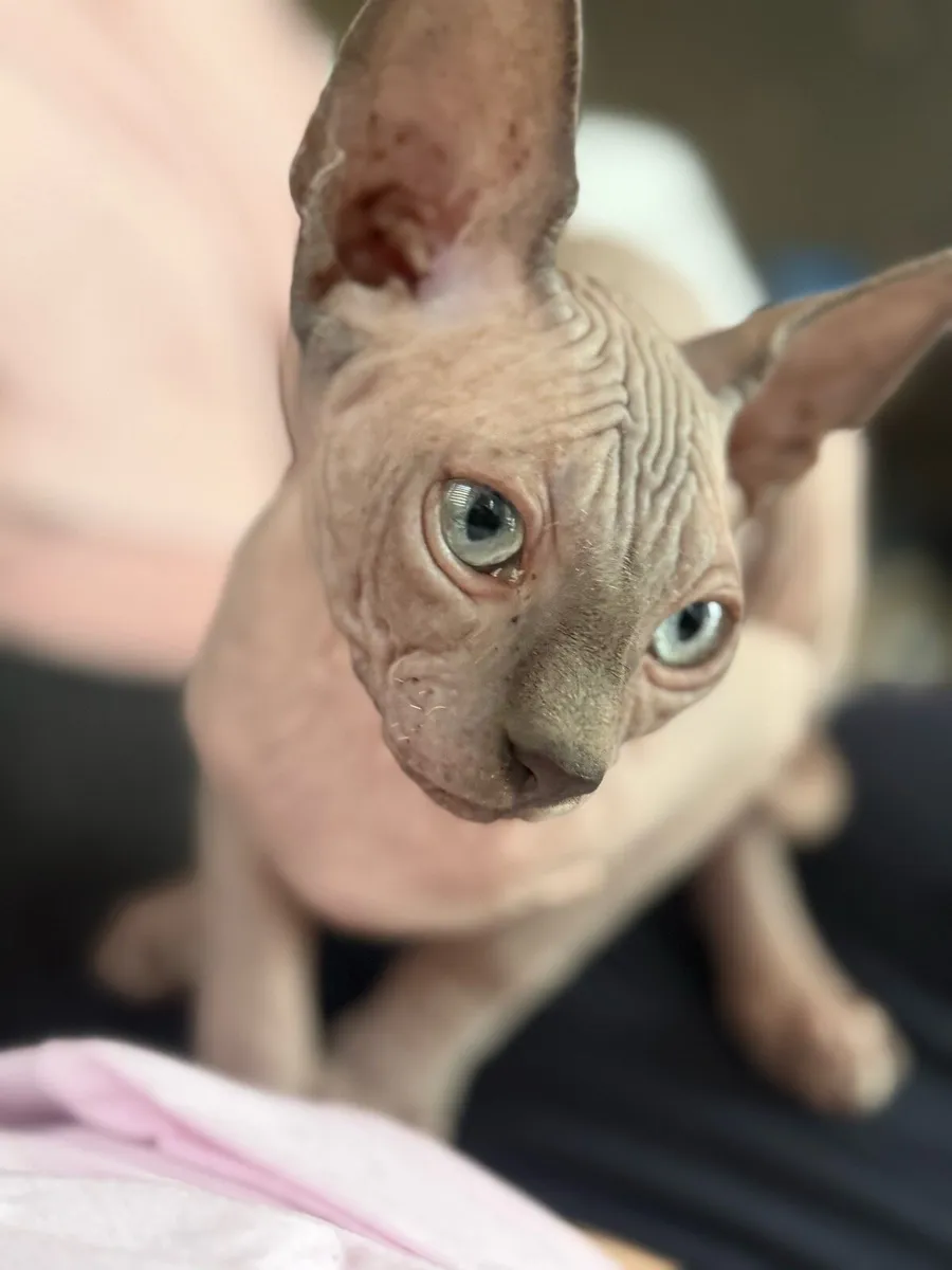 Sphynx kitten - Image 2