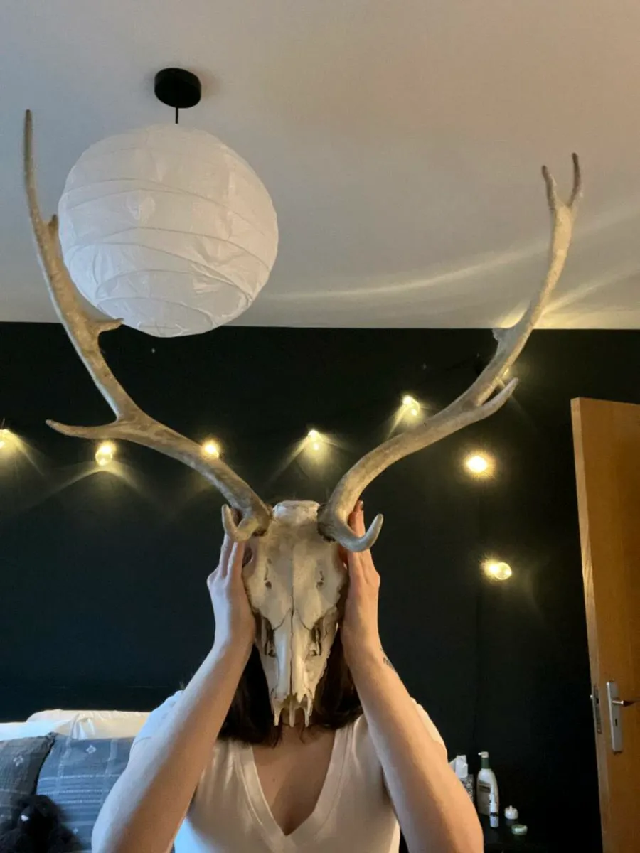 Deer skull - Image 1