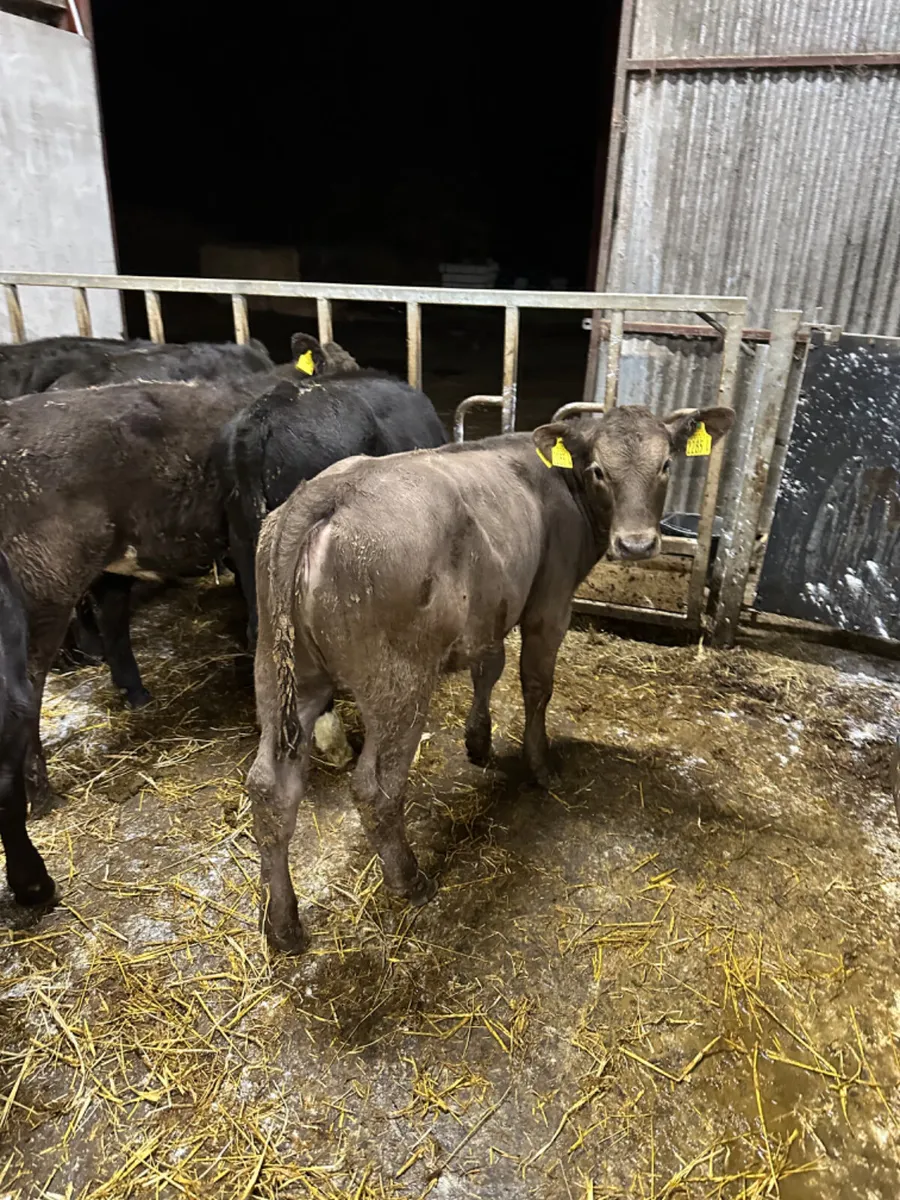 Angus and Hereford heifers - Image 3