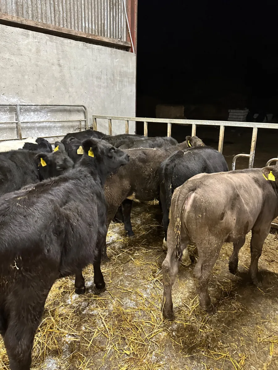 Angus and Hereford heifers - Image 4