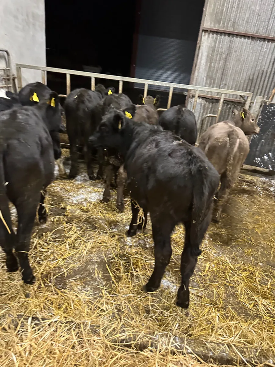 Angus and Hereford heifers - Image 1