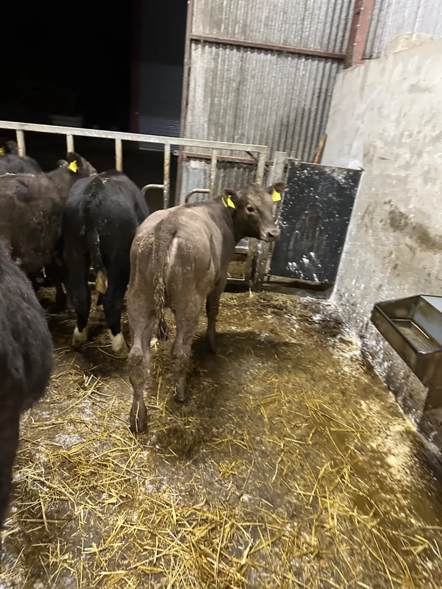 Angus and Hereford heifers - Image 2