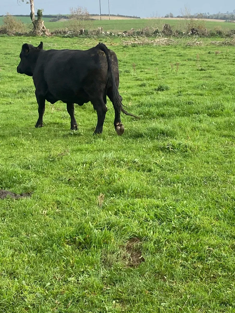 Cull cow