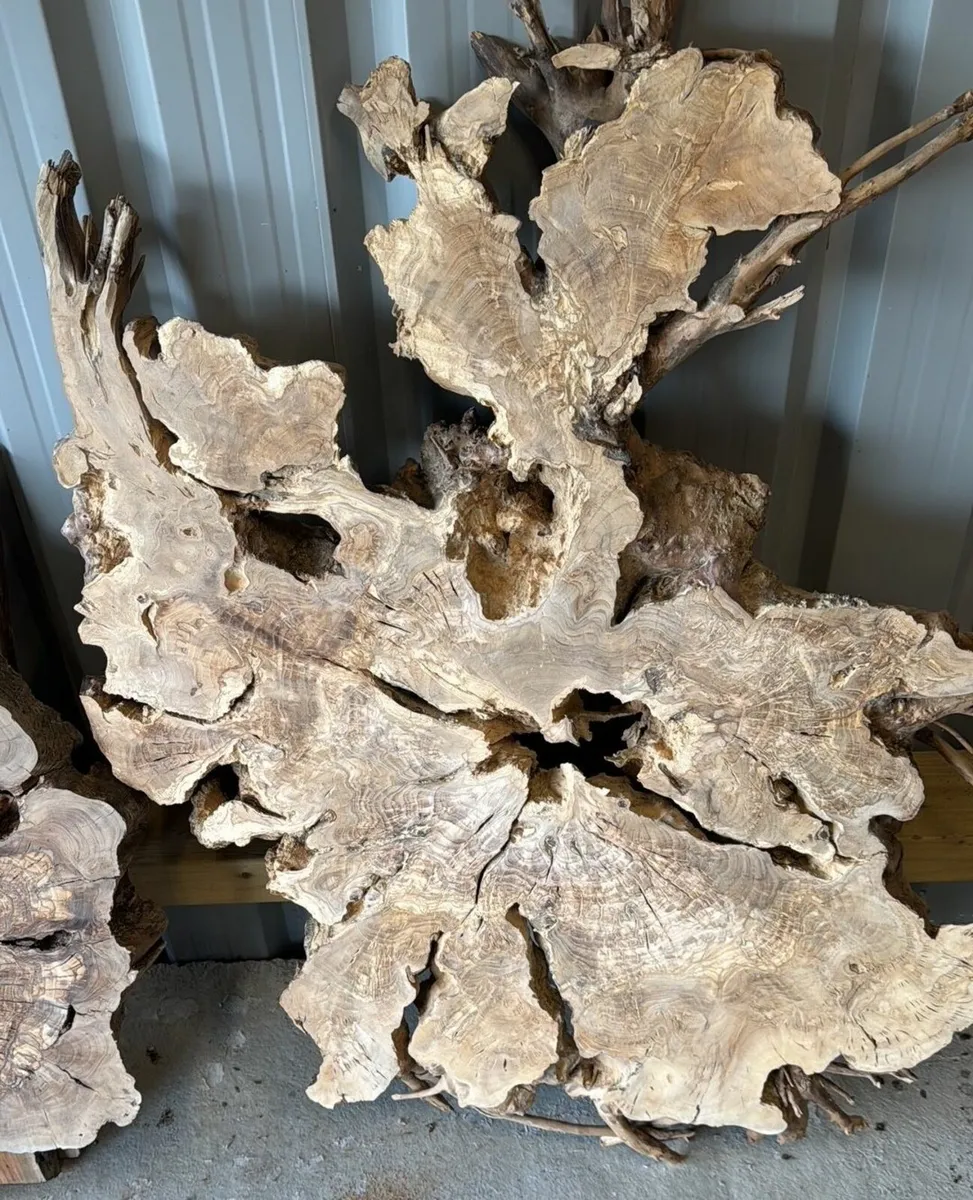 Century Old Turkish Olive Wood & Black Walnut slab - Image 4
