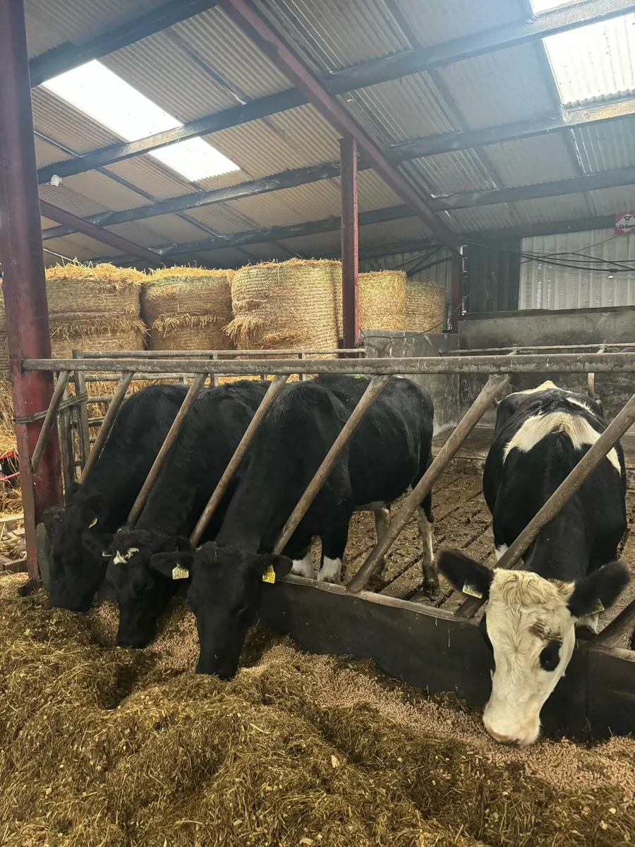 High EBI empty heifers - Image 1
