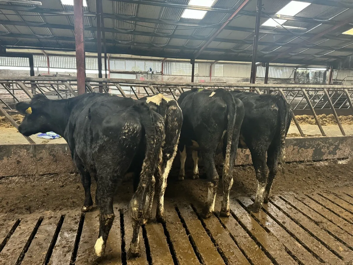 High EBI empty heifers - Image 2
