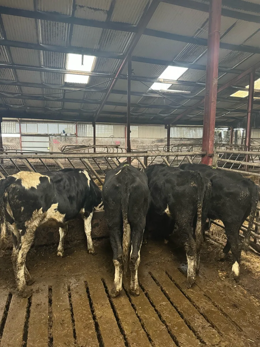 High EBI empty heifers - Image 3