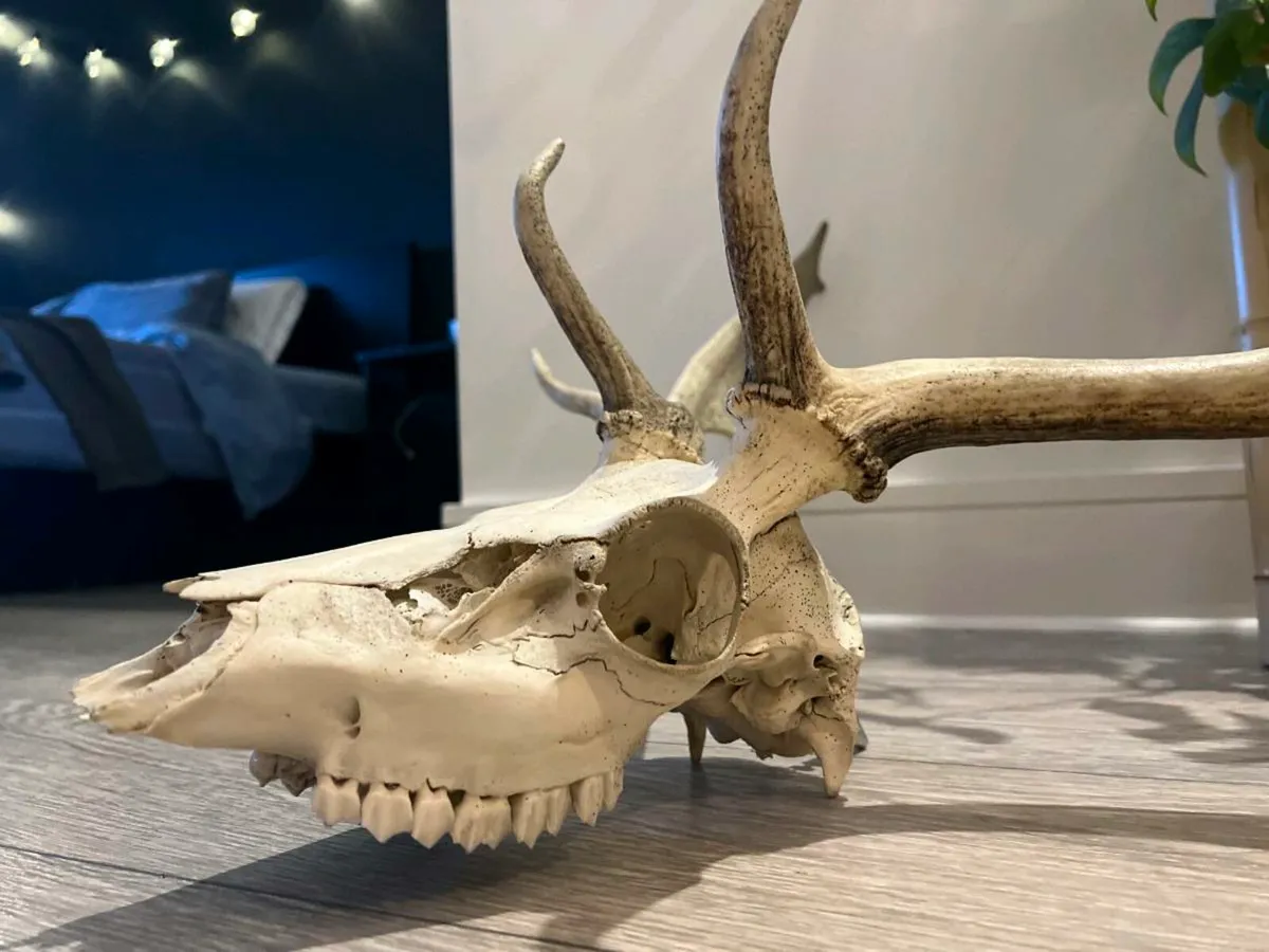 Deer skull - Image 3