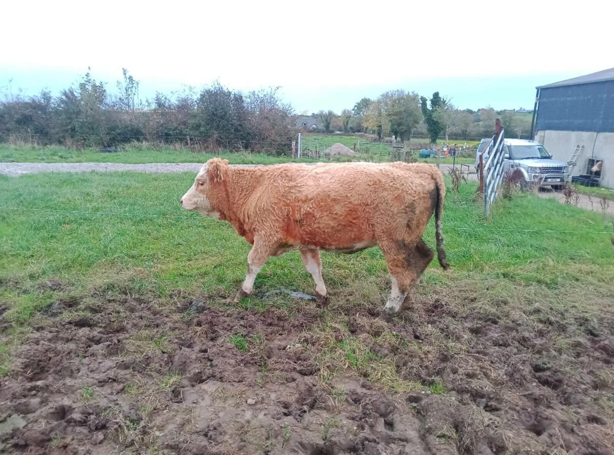 PBR Simmental heifers - Image 2