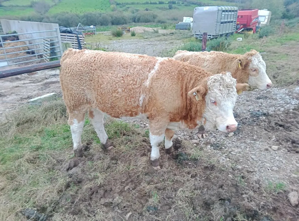PBR Simmental heifers - Image 3