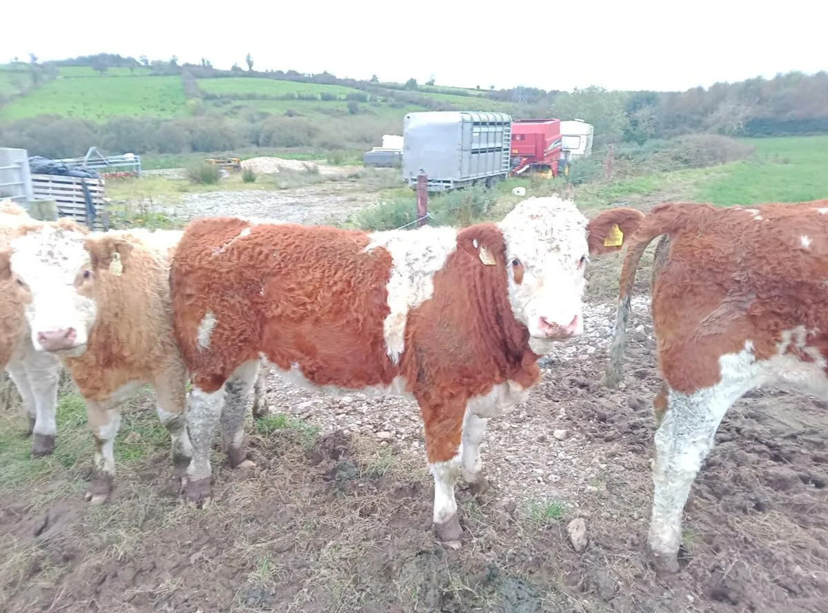 PBR Simmental heifers - Image 4