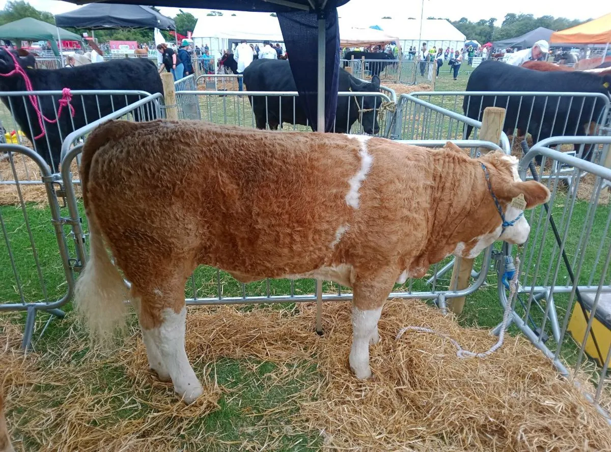 PBR Simmental heifers - Image 1