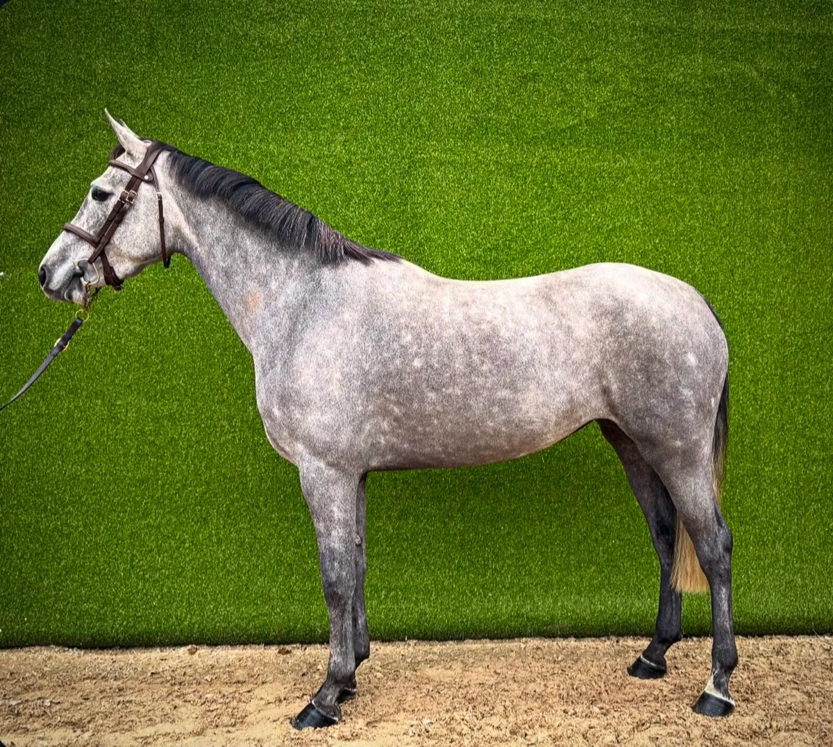 3yo ISH Mare - Image 1