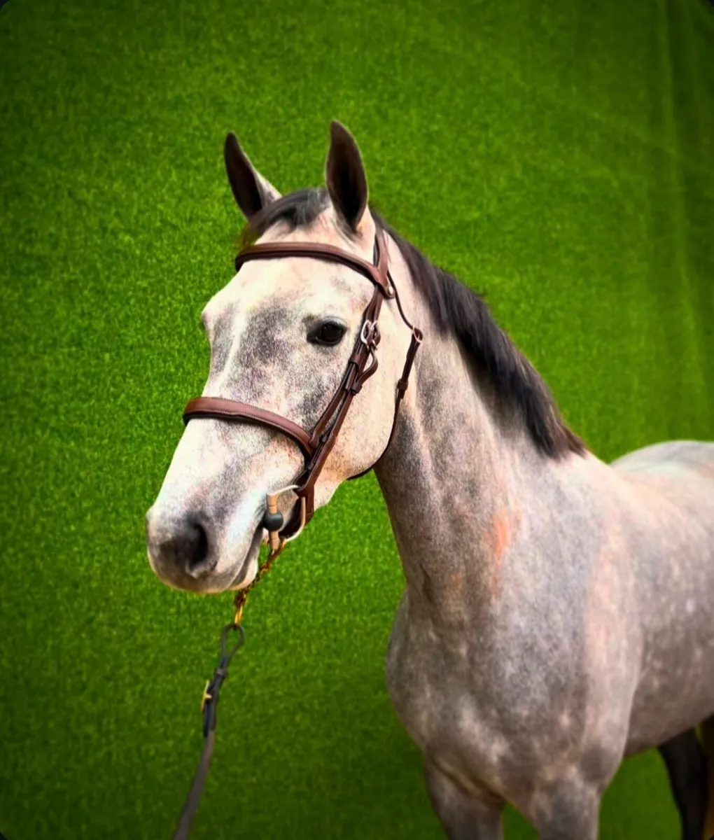 3yo ISH Mare - Image 2