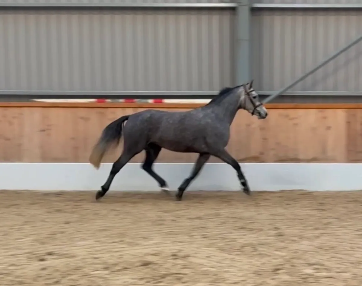 3yo ISH Mare - Image 3