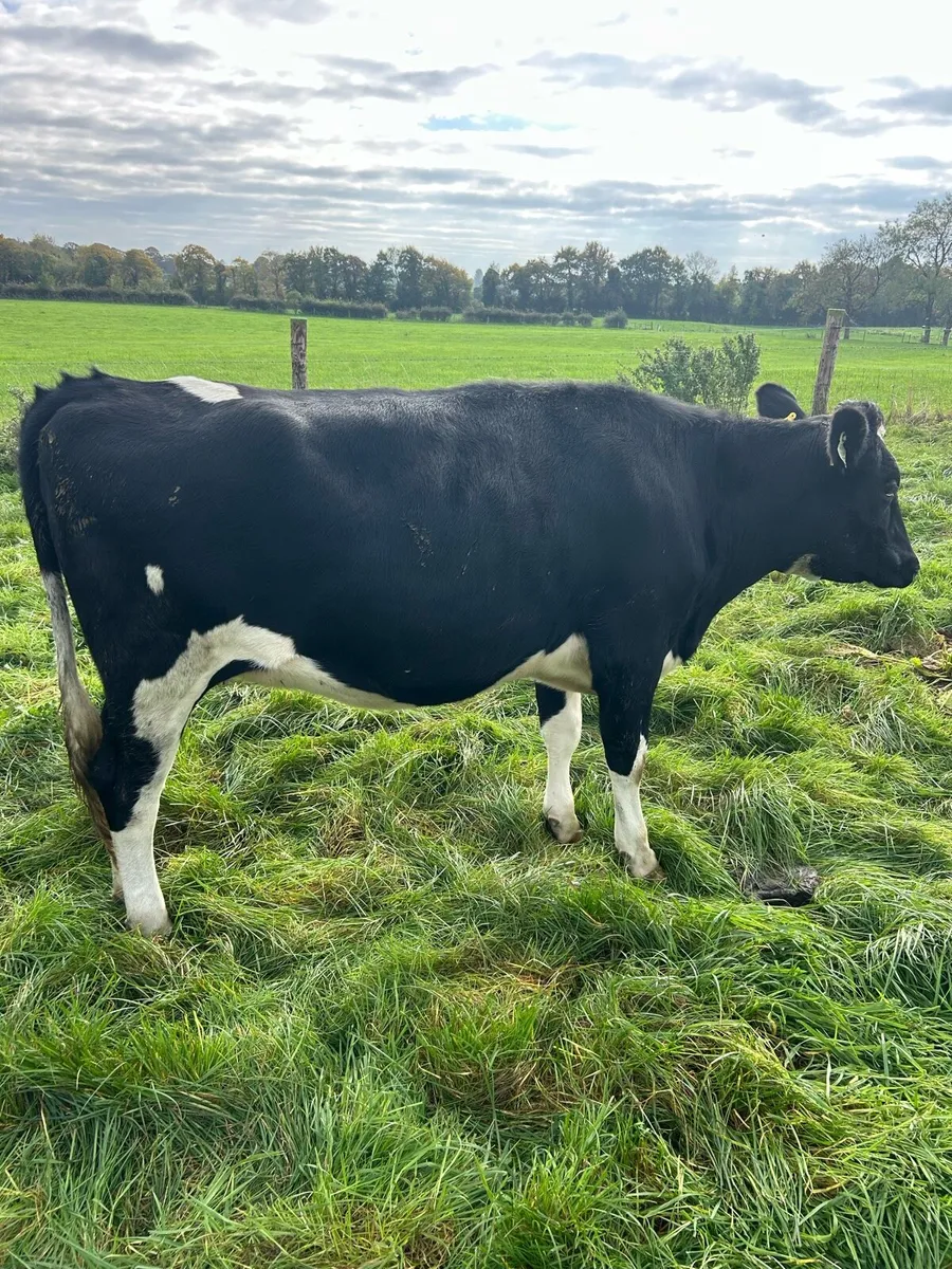 Incalf heifers - Image 4