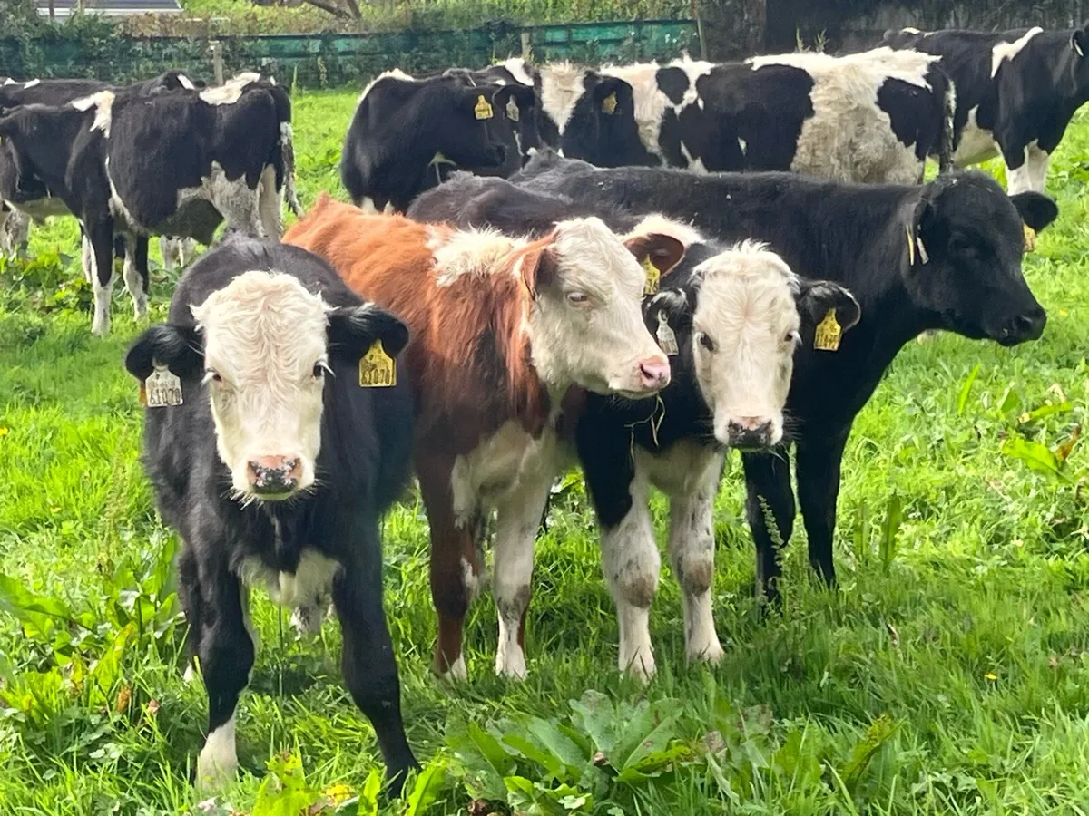 16 WEANLING BULLS - Image 1