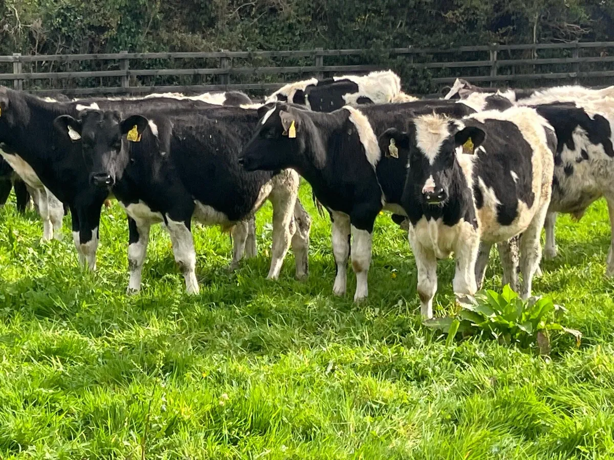 16 WEANLING BULLS - Image 2