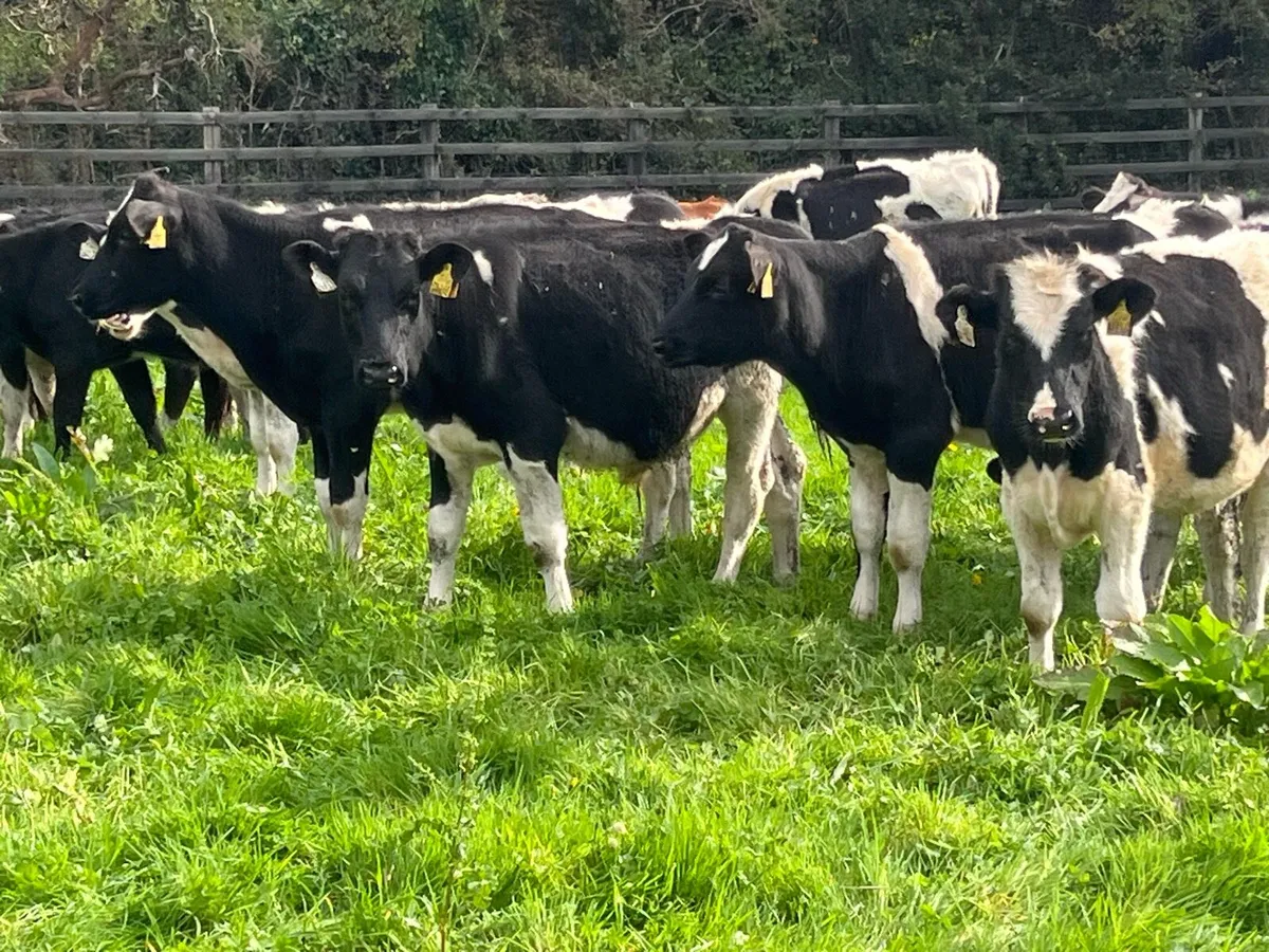 16 WEANLING BULLS - Image 3
