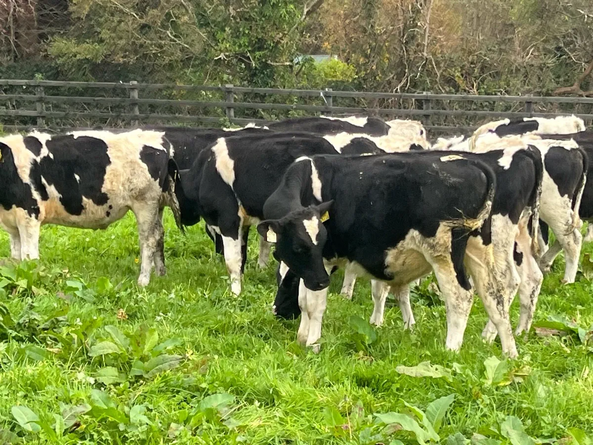 16 WEANLING BULLS - Image 4