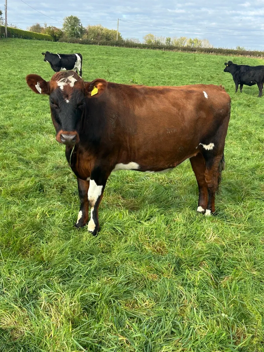 Incalf heifers - Image 1
