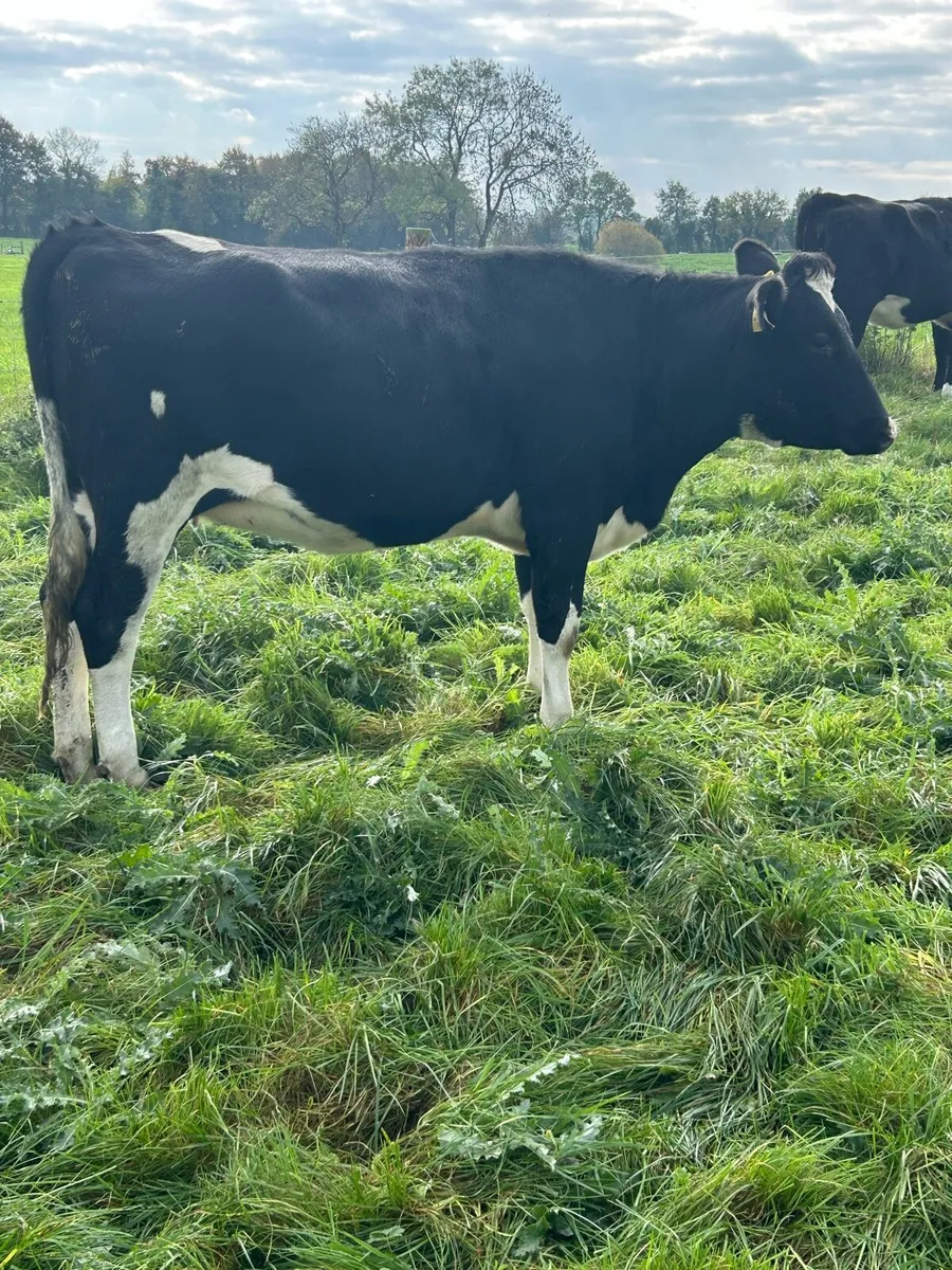 Incalf heifers - Image 2