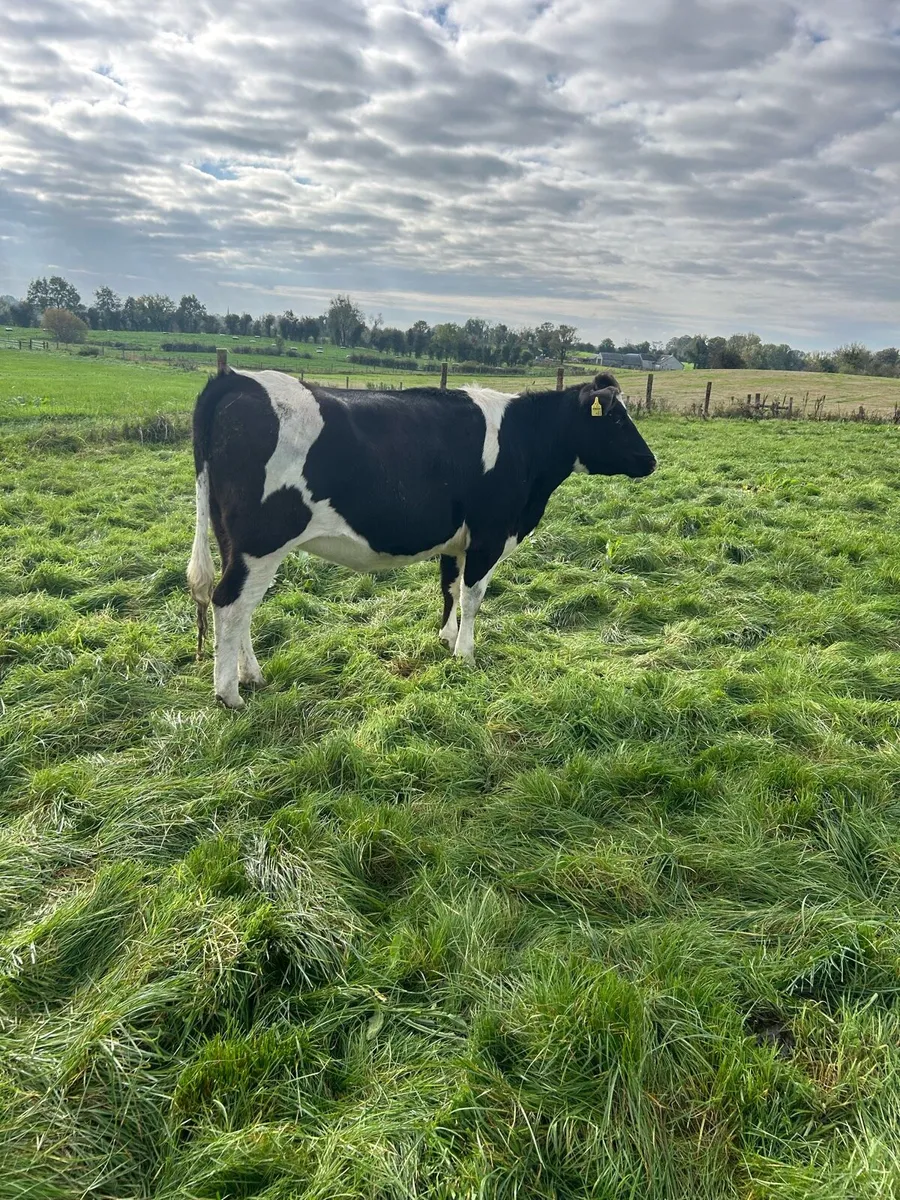 Incalf heifers - Image 3
