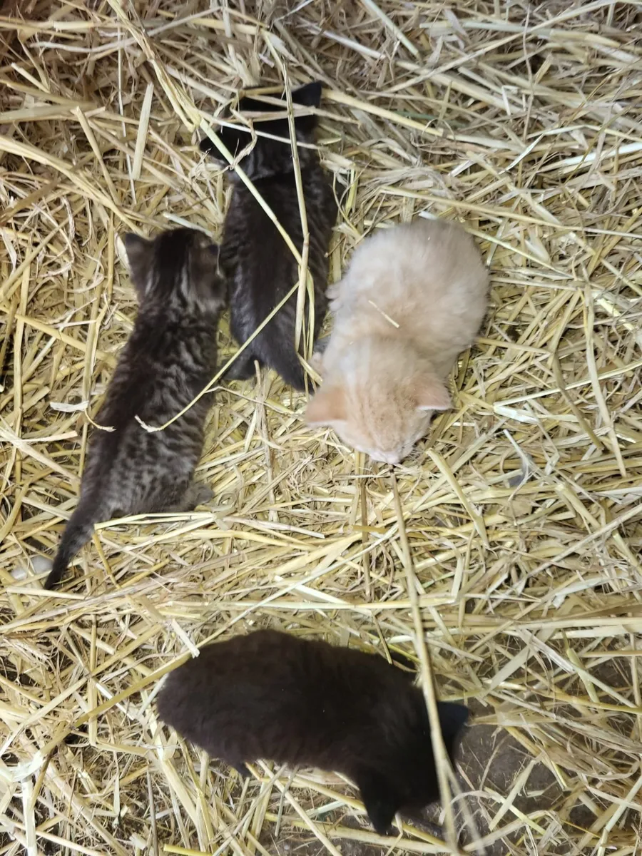 Kittens