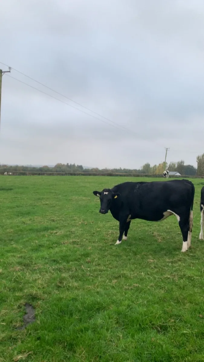 Autumn heifers - Image 2
