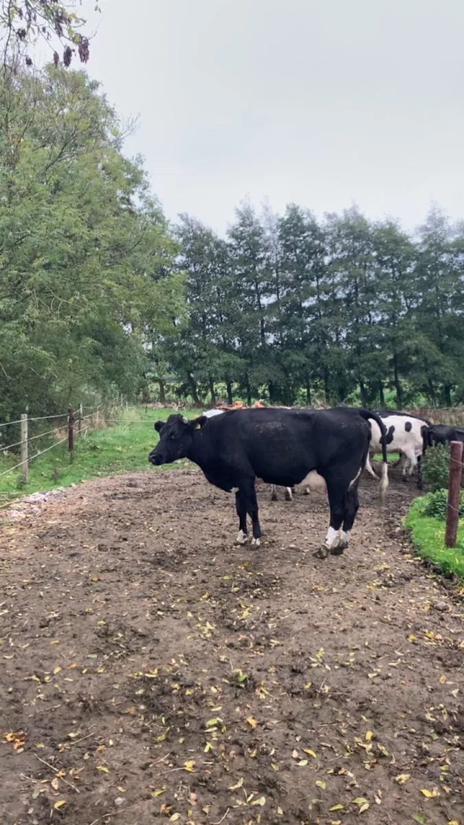 Autumn heifers - Image 3