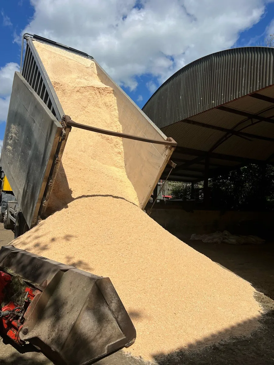 White Sawdust in Bulk Delivered Anywhere - Image 3
