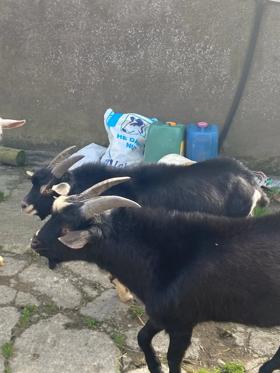 Goat - Image 2