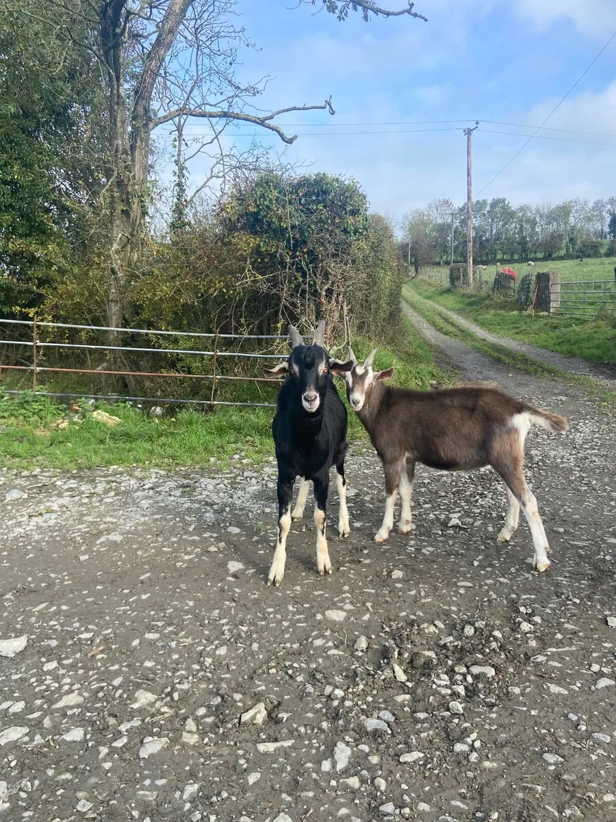Goat - Image 4
