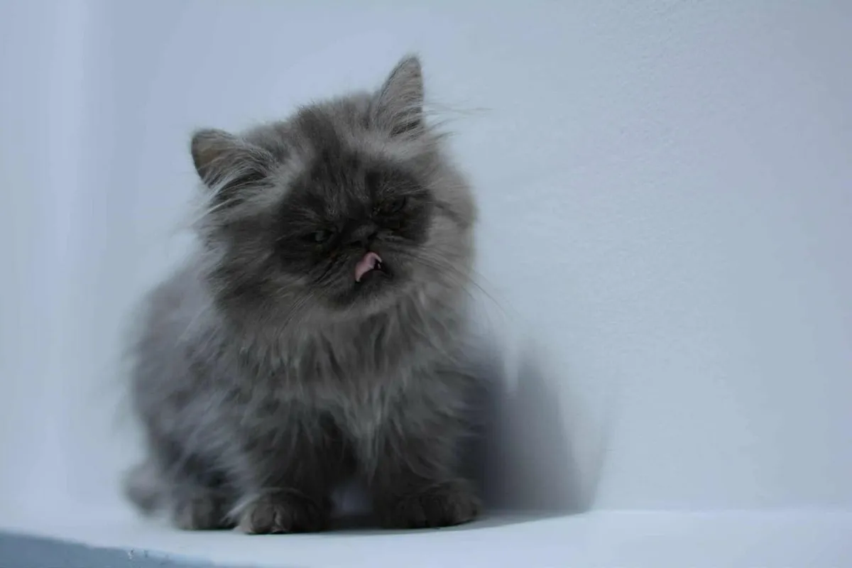 Cat - Image 2